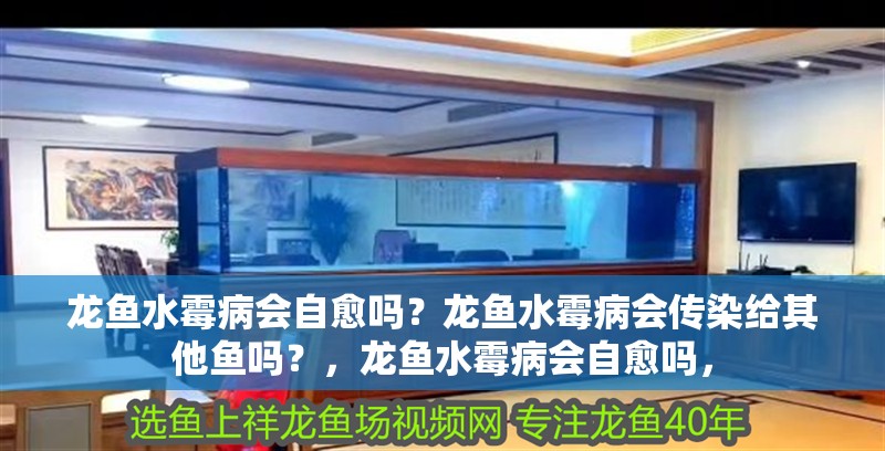 龍魚水霉病會自愈嗎？龍魚水霉病會傳染給其他魚嗎？，龍魚水霉病會自愈嗎，