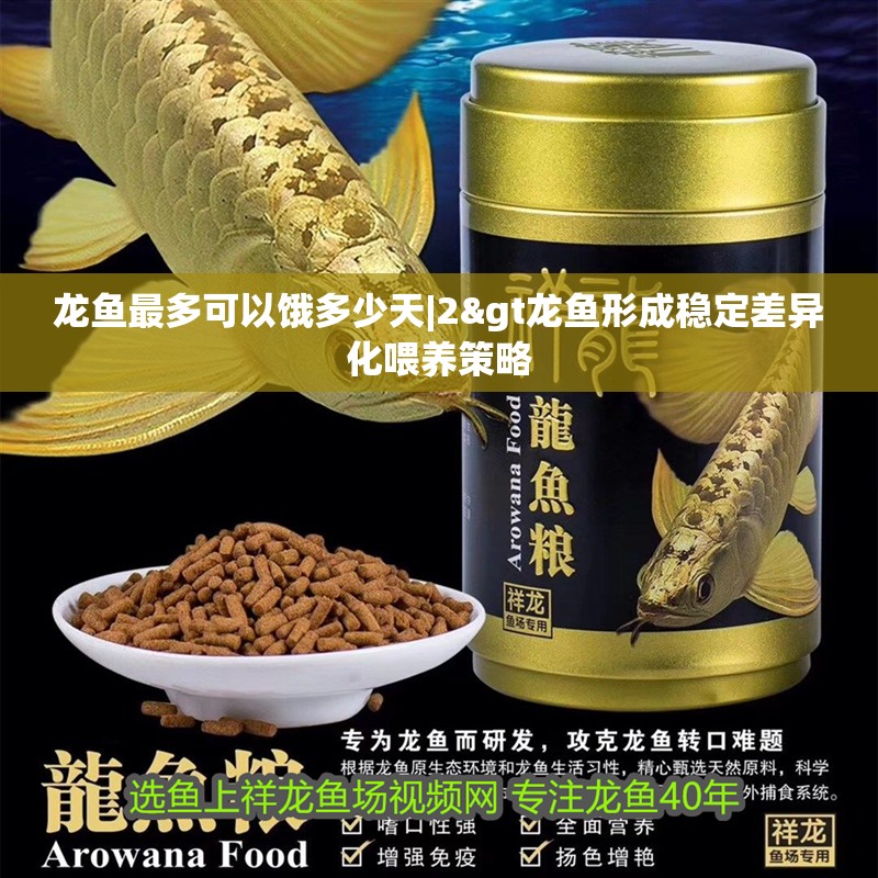 龍魚最多可以餓多少天|2&gt龍魚形成穩(wěn)定差異化喂養(yǎng)策略