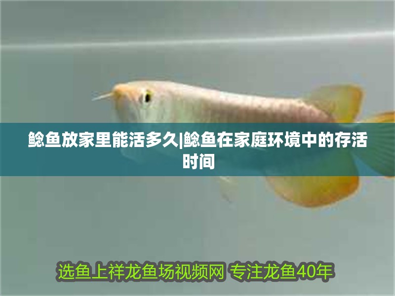 鯰魚放家里能活多久|鯰魚在家庭環境中的存活時間