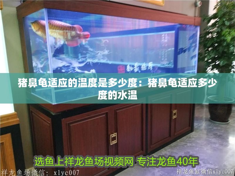 豬鼻龜適應的溫度是多少度：豬鼻龜適應多少度的水溫