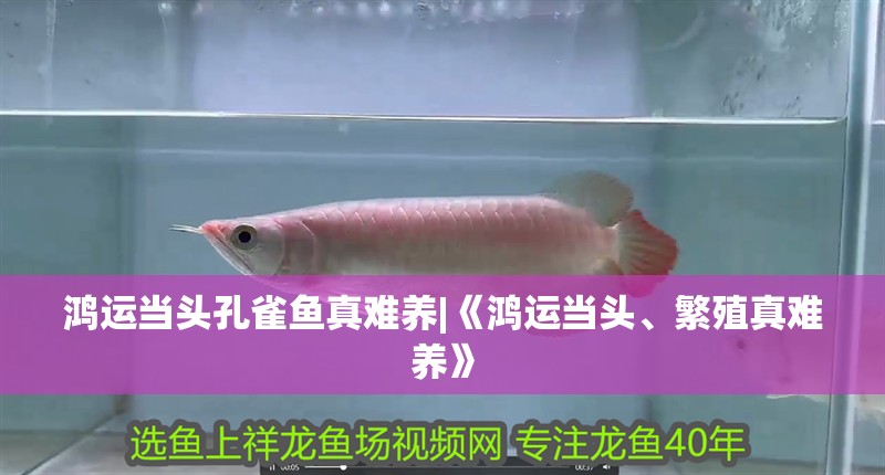 鴻運當(dāng)頭孔雀魚真難養(yǎng)|《鴻運當(dāng)頭、繁殖真難養(yǎng)》