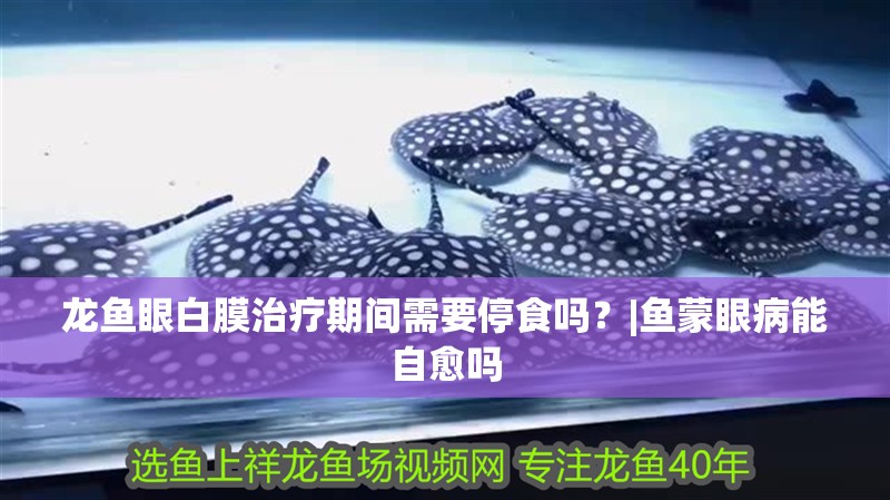 龍魚眼白膜治療期間需要停食嗎？|魚蒙眼病能自愈嗎