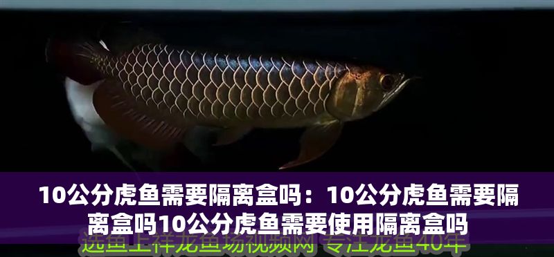 10公分虎魚需要隔離盒嗎：10公分虎魚需要隔離盒嗎10公分虎魚需要使用隔離盒嗎