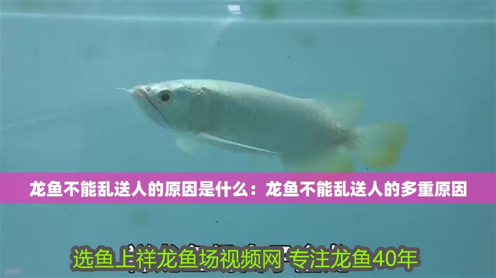 龍魚不能亂送人的原因是什么：龍魚不能亂送人的多重原因