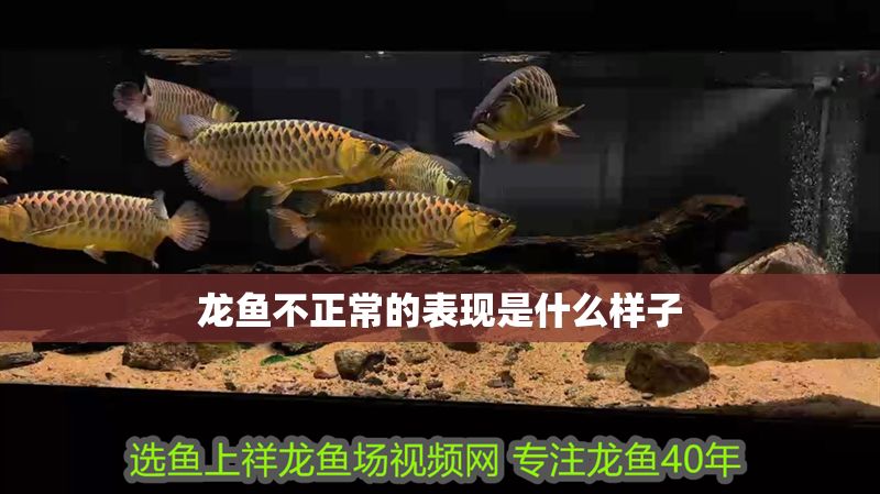 龍魚不正常的表現(xiàn)是什么樣子