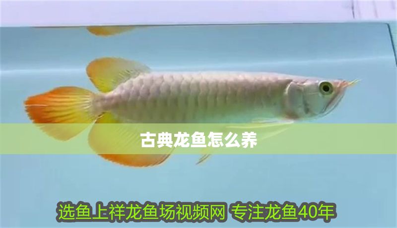 古典龍魚怎么養