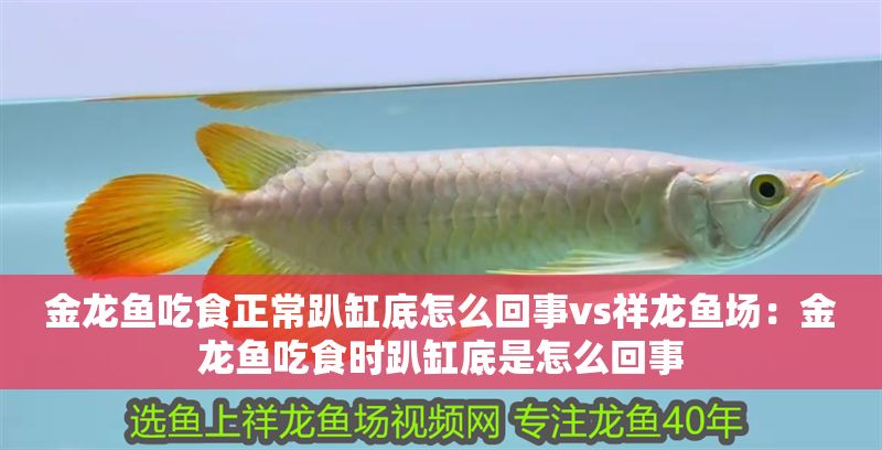 金龍魚吃食正常趴缸底怎么回事vs祥龍魚場：金龍魚吃食時趴缸底是怎么回事
