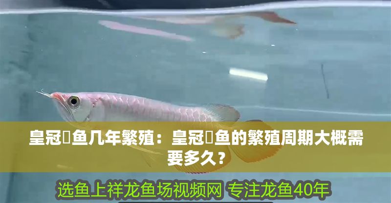 皇冠魟魚幾年繁殖：皇冠魟魚的繁殖周期大概需要多久？