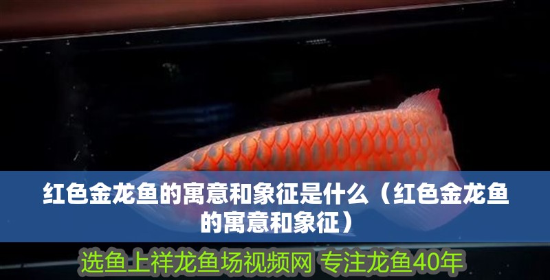 紅色金龍魚的寓意和象征是什么（紅色金龍魚的寓意和象征）