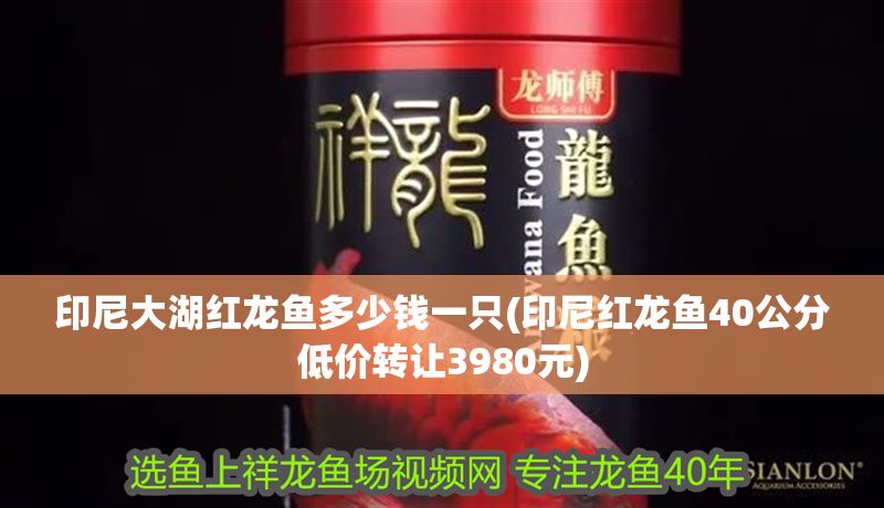 印尼大湖紅龍魚多少錢一只(印尼紅龍魚40公分低價轉讓3980元)