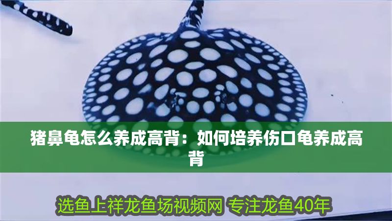 豬鼻龜怎么養成高背：如何培養傷口龜養成高背 豬鼻龜怎么養成高背：如何培養傷口龜養成高背 豬鼻龜百科 第1張