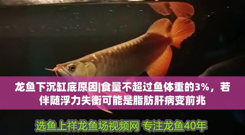 龍魚下沉缸底原因|食量不超過魚體重的3%，若伴隨浮力失衡可能是脂肪肝病變前兆