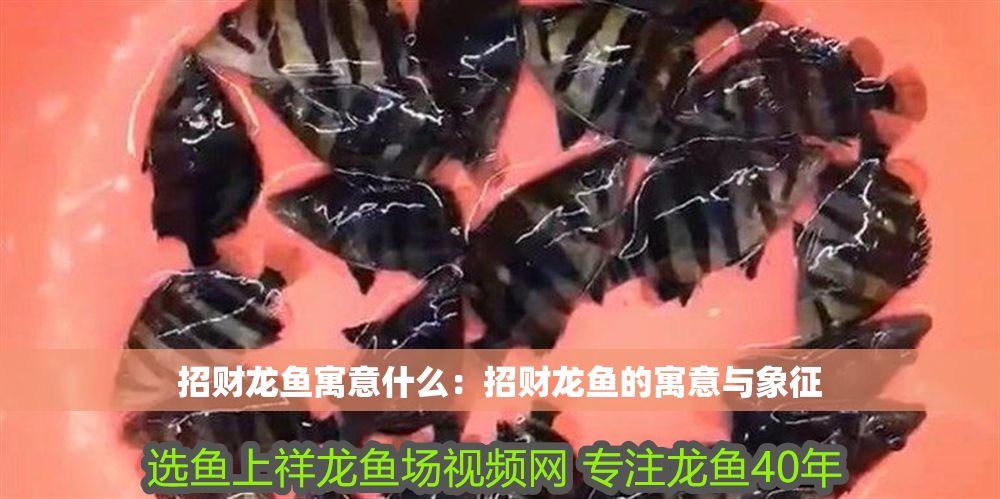 招財龍魚寓意什么：招財龍魚的寓意與象征