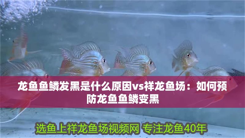 龍魚魚鱗發(fā)黑是什么原因vs祥龍魚場(chǎng)：如何預(yù)防龍魚魚鱗變黑