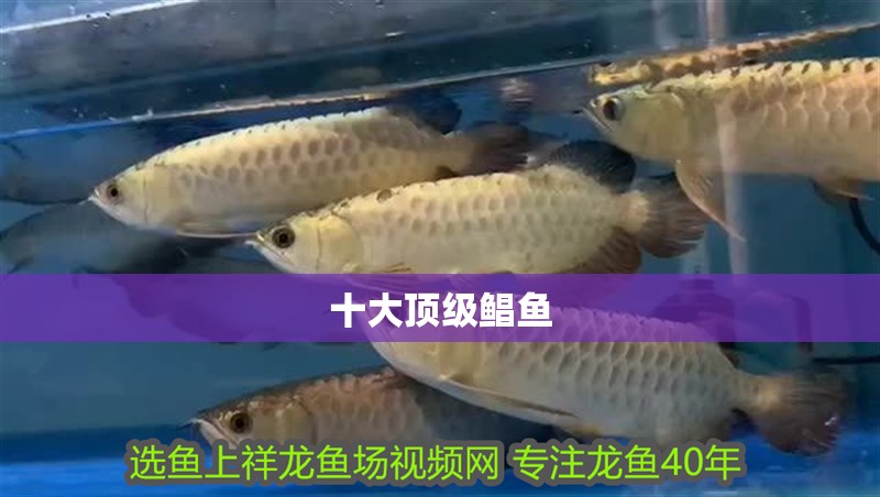 虎魚這種魚眼還有救嗎? 十大頂級鯧魚 龍魚論壇 十大頂級鯧魚 十大頂級鯧魚 龍魚論壇