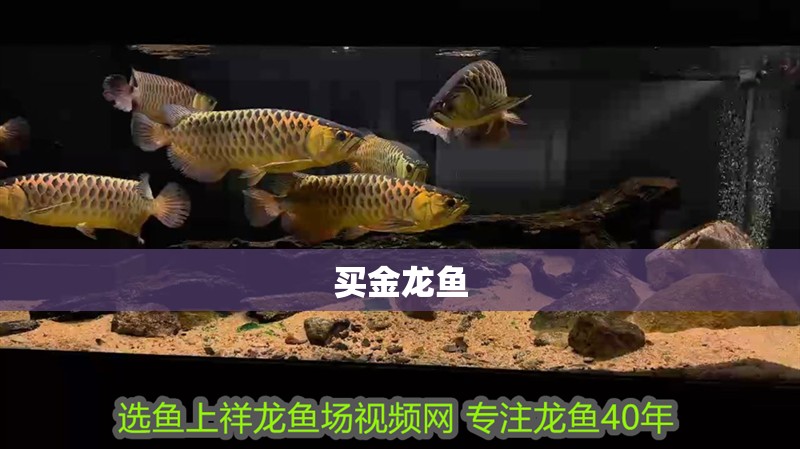 買金龍魚