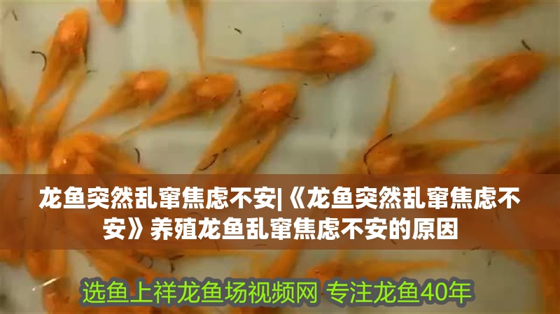龍魚突然亂竄焦慮不安|《龍魚突然亂竄焦慮不安》養殖龍魚亂竄焦慮不安的原因