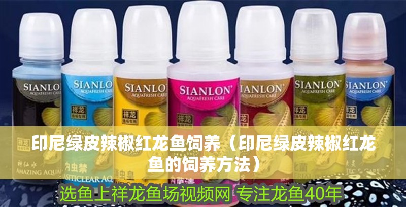 印尼綠皮辣椒紅龍魚飼養（印尼綠皮辣椒紅龍魚的飼養方法）