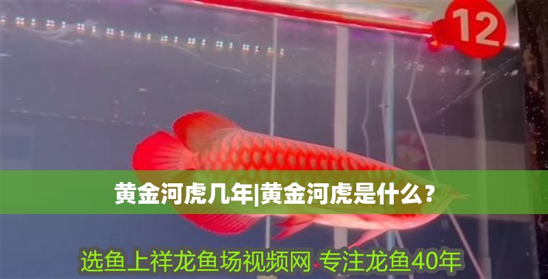 黃金河虎幾年|黃金河虎是什么？