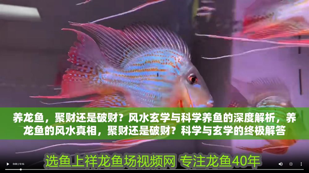 養龍魚，聚財還是破財？風水玄學與科學養魚的深度解析，養龍魚的風水真相，聚財還是破財？科學與玄學的終極解答
