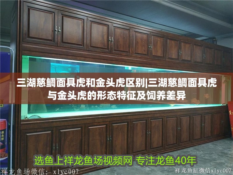 魚缸用增氧泵價格是多少:魚缸增氧機-xtrac增氧機-xtrac增氧機 三湖慈鯛面具虎和金頭虎區別|三湖慈鯛面具虎與金頭虎的形態特征及飼養差異 龍魚論壇 三湖慈鯛面具虎和金頭虎區別|三湖慈鯛面具虎與金頭虎的形態特征及飼養差異 三湖慈鯛面具虎和金頭虎區別|三湖慈鯛面具虎與金頭虎的形態特征及飼養差異 龍魚論壇