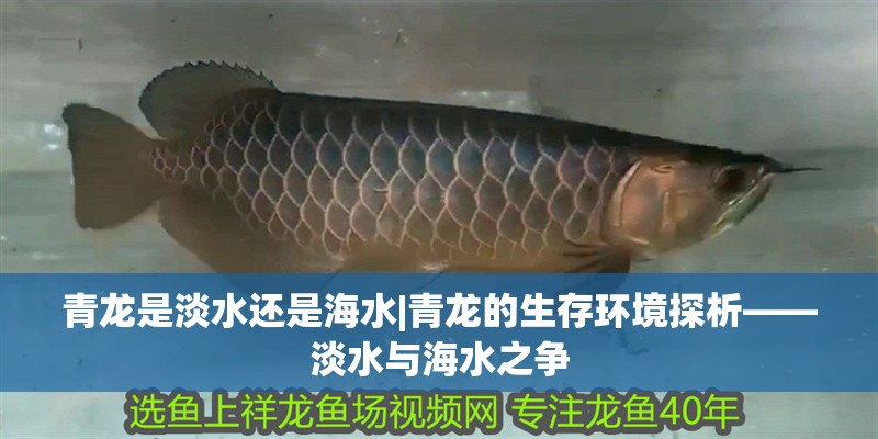 青龍是淡水還是海水|青龍的生存環境探析——淡水與海水之爭
