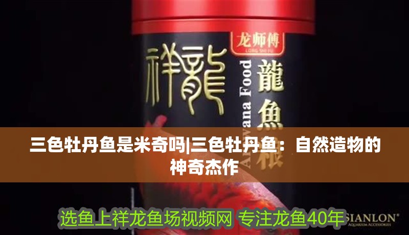 三色牡丹魚是米奇嗎|三色牡丹魚：自然造物的神奇杰作 三色牡丹魚是米奇嗎|三色牡丹魚：自然造物的神奇杰作 龍魚論壇