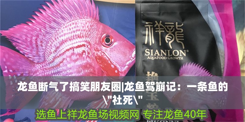龍魚(yú)斷氣了搞笑朋友圈|龍魚(yú)駕崩記：一條魚(yú)的\
