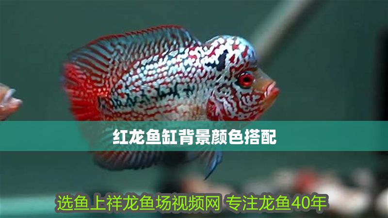 紅龍魚缸背景顏色搭配