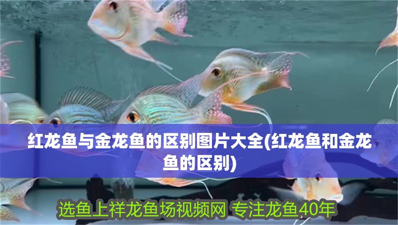 紅龍魚與金龍魚的區別圖片大全(紅龍魚和金龍魚的區別)