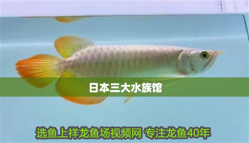 日本三大水族館