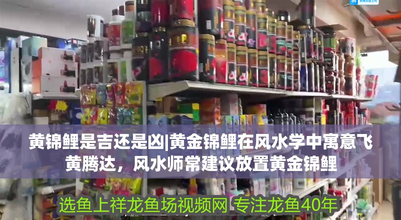 黃錦鯉是吉還是兇|黃金錦鯉在風水學中寓意飛黃騰達，風水師常建議放置黃金錦鯉