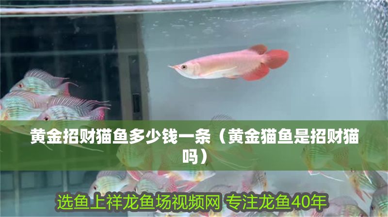 黃金招財貓魚多少錢一條（黃金貓魚是招財貓嗎）
