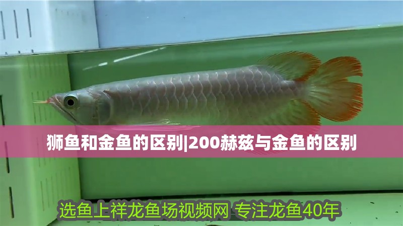 獅魚和金魚的區別|200赫茲與金魚的區別
