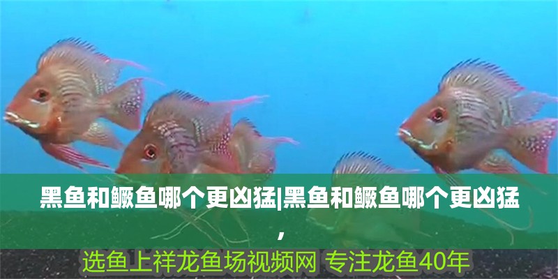 黑魚和鱖魚哪個更兇猛|黑魚和鱖魚哪個更兇猛，