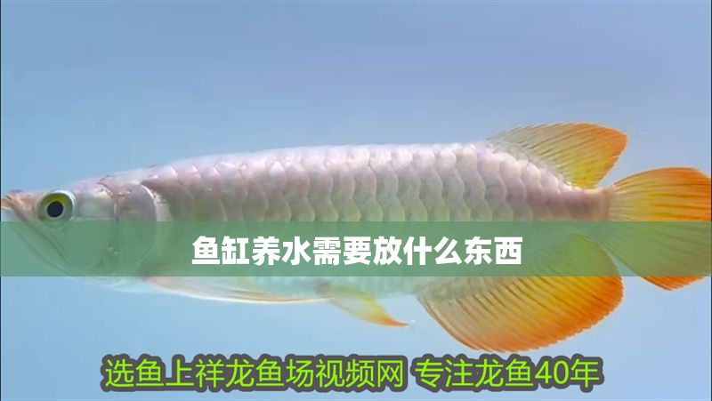 魚缸養水需要放什么東西