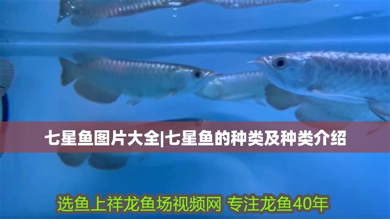 龍魚怕什么 七星魚圖片大全|七星魚的種類及種類介紹 龍魚論壇 七星魚圖片大全|七星魚的種類及種類介紹 七星魚圖片大全|七星魚的種類及種類介紹 龍魚論壇