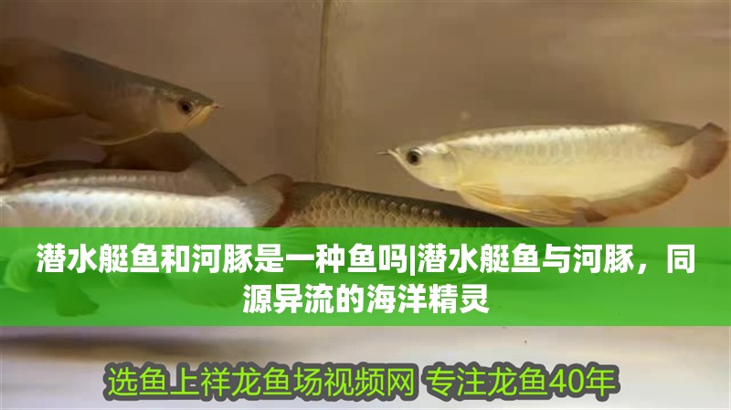 潛水艇魚和河豚是一種魚嗎|潛水艇魚與河豚，同源異流的海洋精靈