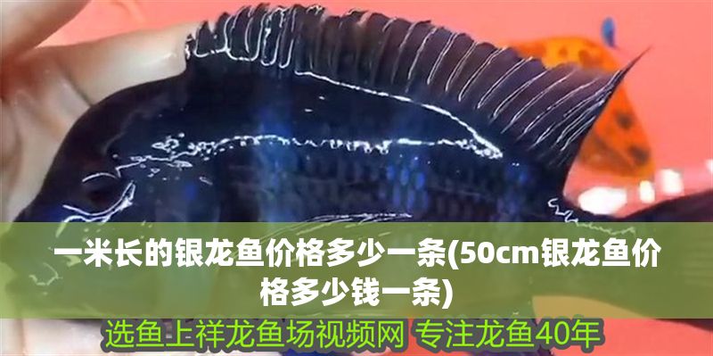 一米長的銀龍魚價格多少一條(50cm銀龍魚價格多少錢一條)