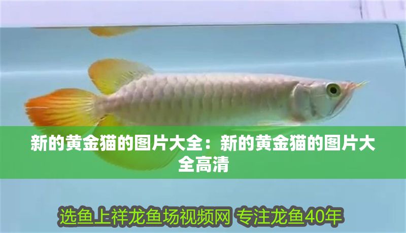 新的黃金貓的圖片大全：新的黃金貓的圖片大全高清