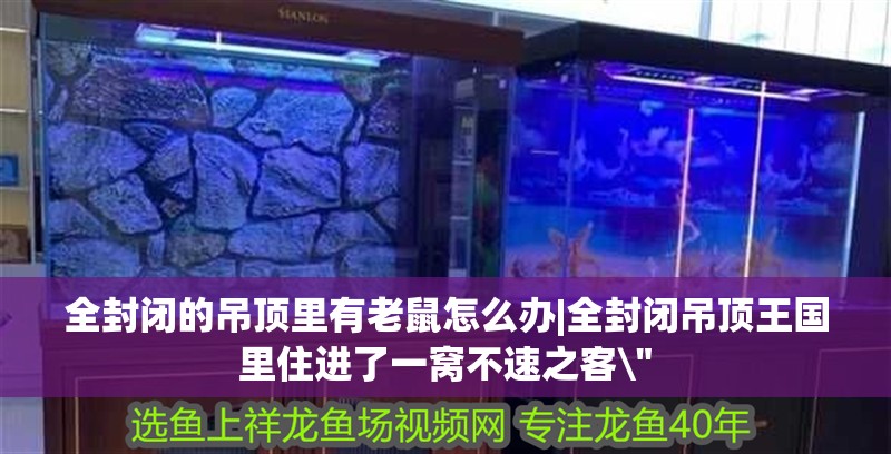 全封閉的吊頂里有老鼠怎么辦|全封閉吊頂王國里住進了一窩不速之客\