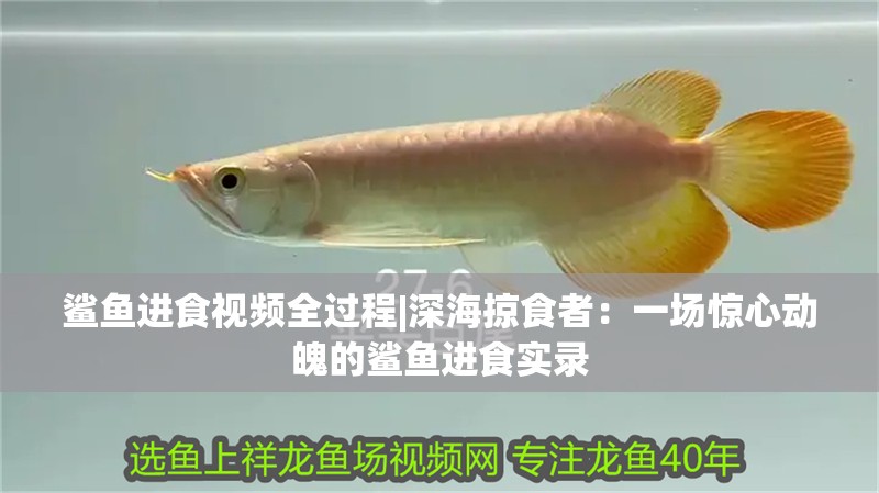 鯊魚進(jìn)食視頻全過程|深海掠食者：一場驚心動魄的鯊魚進(jìn)食實錄