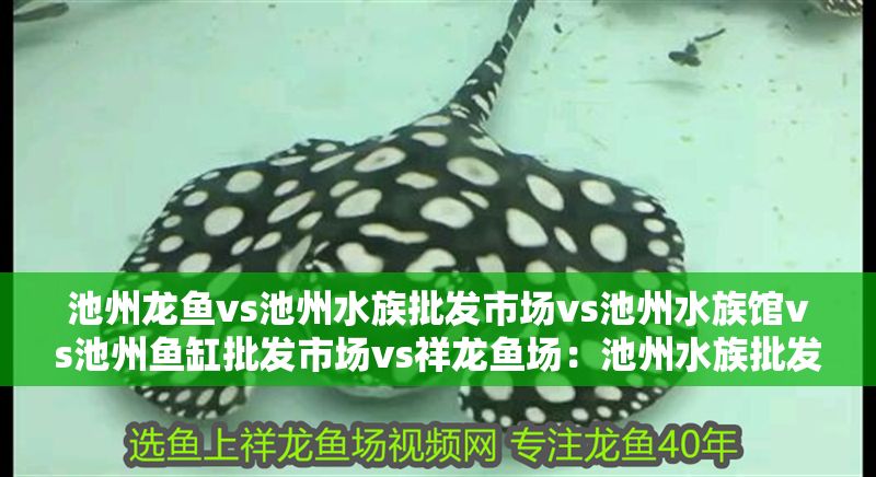 池州龍魚vs池州水族批發市場vs池州水族館vs池州魚缸批發市場vs祥龍魚場：池州水族批發市場