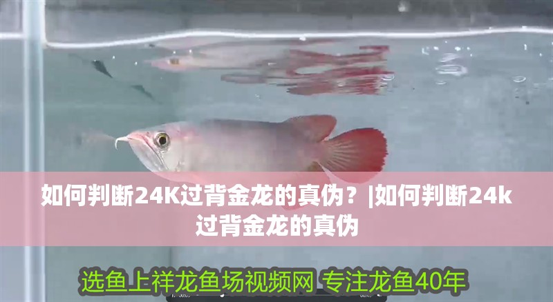 如何判斷24K過背金龍的真偽？|如何判斷24k過背金龍的真偽