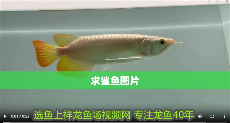 求鯊魚圖片