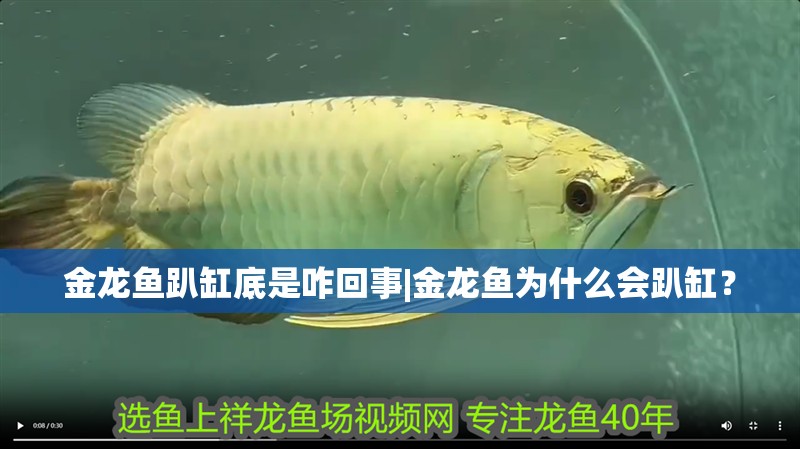 金龍魚趴缸底是咋回事|金龍魚為什么會(huì)趴缸？