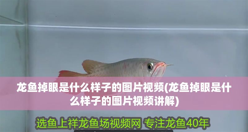 龍魚掉眼是什么樣子的圖片視頻(龍魚掉眼是什么樣子的圖片視頻講解)