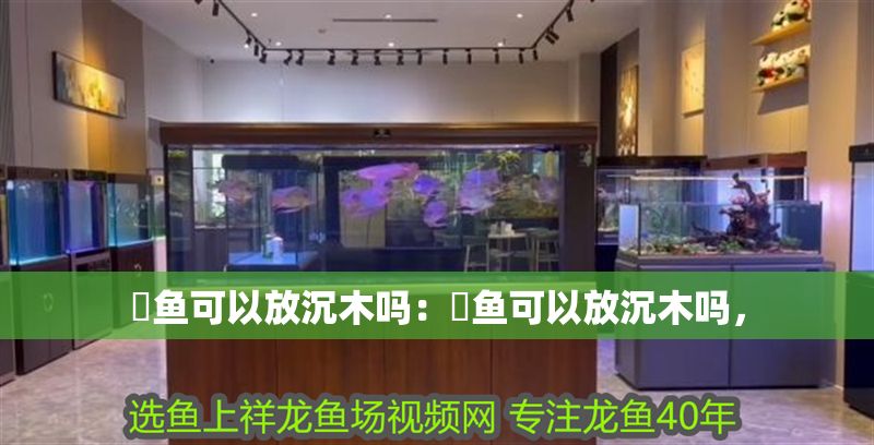 魟魚可以放沉木嗎：魟魚可以放沉木嗎，