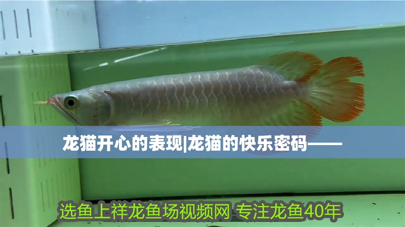 龍貓開心的表現|龍貓的快樂密碼——