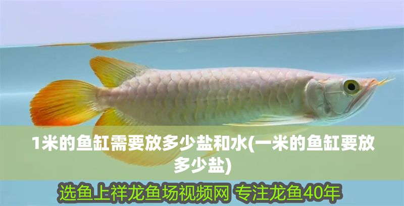 1米的魚缸需要放多少鹽和水(一米的魚缸要放多少鹽)